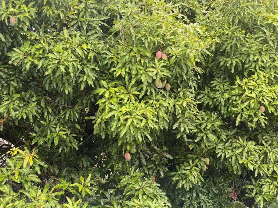 Cocon Tropical Apartment Vieux-Habitants Ngoại thất bức ảnh