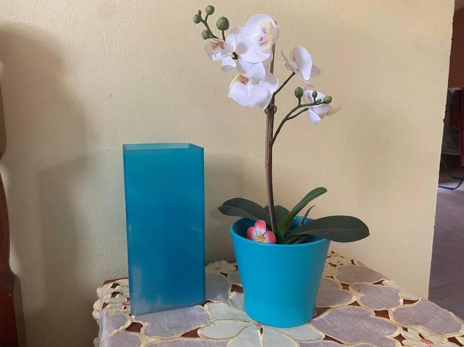 Cocon Tropical Apartment Vieux-Habitants Ngoại thất bức ảnh